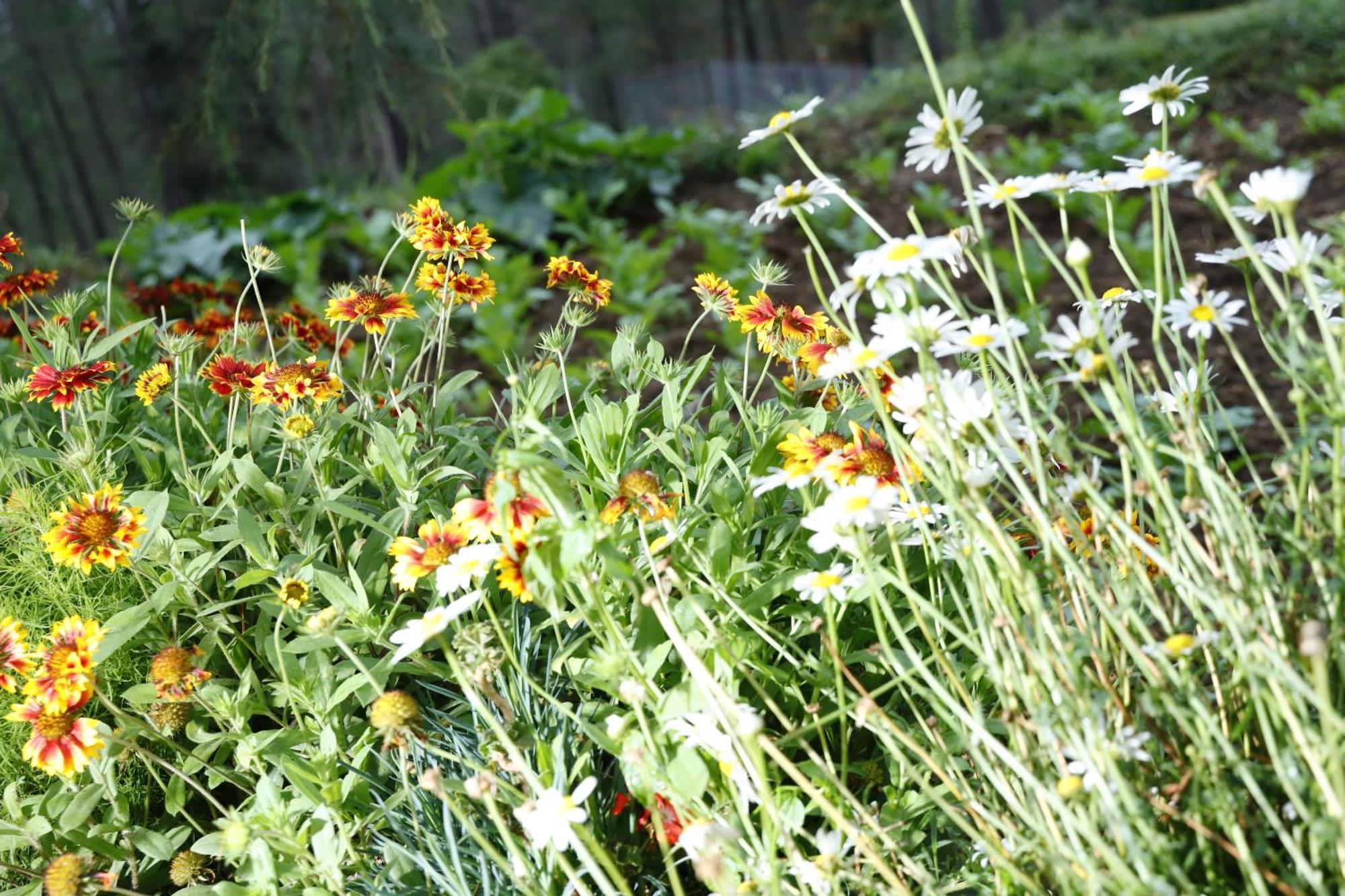 The Roots Homestay Almora Zewnętrze zdjęcie